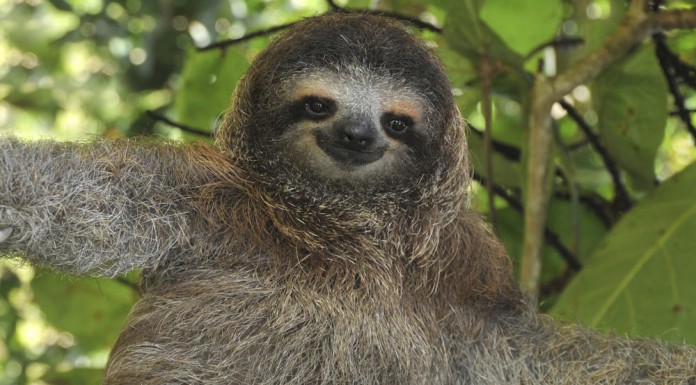 Social Clip ตัวสล็อต (sloth) ผู้น่ารัก