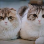 เอแคร์-ชูครีม