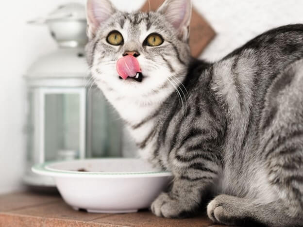 เผยเทคนิคเลือกอาหารแมวให้เหมาะกับวัย ยี่ห้อไหนดีที่สุด