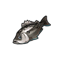 Silver Bass ปลากระพงสีเงิน