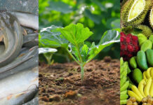 11 อาชีพเกษตร ที่ลงทุนน้อยแต่กำไรสุดปัง