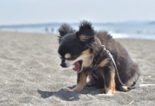 Reverse Sneezing คืออะไร