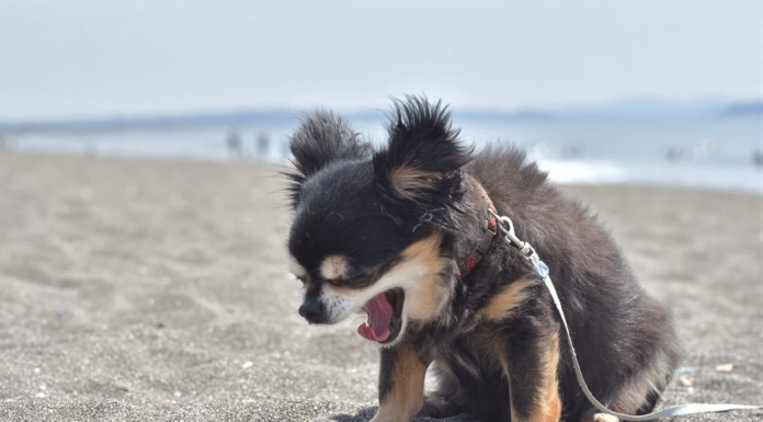 อาการ Reverse Sneezing คืออะไร อันตรายกับน้องหมาไหม ? Reverse Sneezing คืออะไร