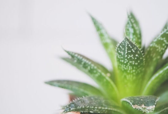 7 ไม้มงคลปลูกในบ้าน เสริมความเฮงและโชคลาภ